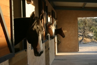  Horseback riding